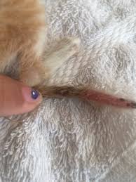 This is most often responsive to medical therapy and rarely requires surgery. Kitten Bump And Possible Stud Tail Thecatsite