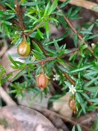 Image result for Picrodendraceae