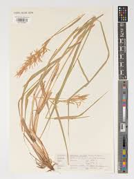 Image result for Cymbopogon caesius