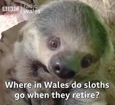 BBC Radio Wales - The retirement home for sloths ❤️ | Facebook