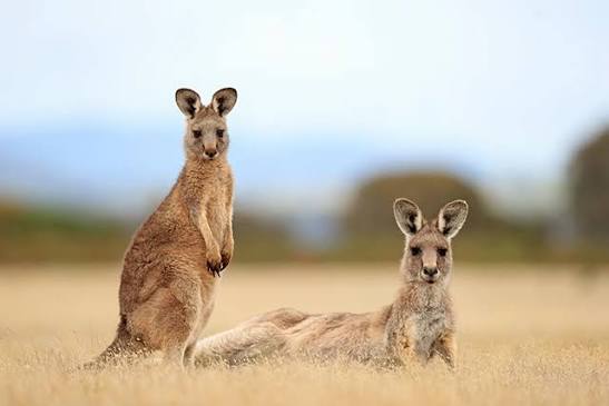 The Best Wildlife in Australia: A Guide to Unique Animals & Habitats
