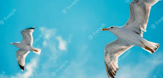 Gaviotas volando en el aire | Foto Premium