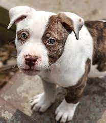 Dogs for adoption, therapy & service dogs. Pin On Pitbulls Staffies