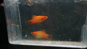 Platy Fish Care Size Lifespan Feeding Tankmates Breeding