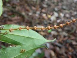 Image result for Gnetum africanum