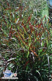 Image result for Eragrostis caespitosa