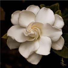 Gardenias Symbolize Grace Forgiving Others Freely And Being Patient With Yourself Tattoo Bouquet Gardenia Tattoo Flowers Gardenia
