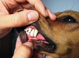 Vor der anschaffung eines hundewelpen sollte man sich unbedingt einige gedanken machen, denn so klein wird er nicht immer. Zahnwechsel Beim Hund So Unterstutzen Sie Ihren Welpen