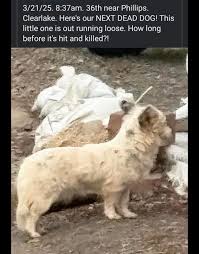 Hi Everybody, I am fortunate to have a last minute meeting tomorrow with  some local officials inquiring as to 'What is the local Dog Crisis?' This  stems from my upcoming event 'Its