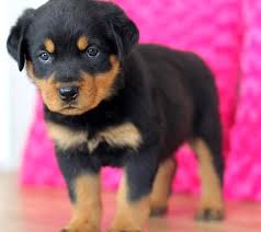 Find rottweiler puppies for sale with pictures from reputable rottweiler breeders. Rottweiler Puppies For Sale Bradford Woods Pa 294792