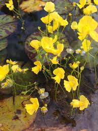 Image result for Utricularia gibba