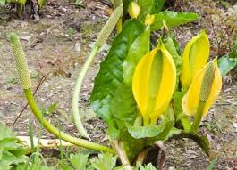Skunk cabbage is a native plant, actually two native plants that grow in marshes, bogs and shallow streams. American Skunk Cabbage Scottish Invasive Species Initiative
