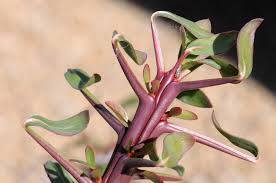 Image result for Xerophyta splendens