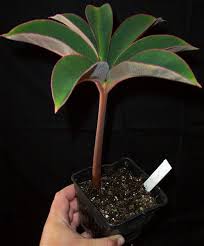 Image result for Amorphophallus goetzei