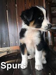 Find the perfect australian shepherd puppy for sale in ohio, oh at puppyfind.com. Millersburg Oh Australian Shepherd Meet Spurs A Pet For Adoption