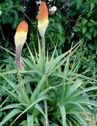 Image result for Kniphofia