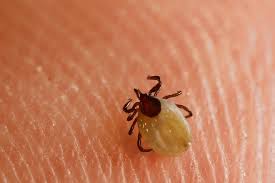 Les rares sérologies positives par elisa n'ont pas pu être confirmées par western blot. Tiques Et Maladie De Lyme Riedisheim