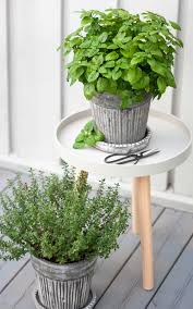 Le thym est un arbrisseau méditerranéen très employé comme herbe aromatique dans la cuisine ou comme herbe médicinale sous forme de tisane. Comment Cultiver Ses Aromates En Pot