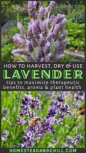 Harvesting Fresh Lavender How To Harvest Prune Dry Lavender Flowers Homestead And Chill Dried Lavender Flowers Lavender Plant Lavender Flowers