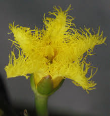 Image result for Menyanthaceae