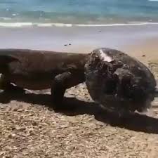 Pin By Vesna Krasna On Videos Video In 2020 Funny Animal Videos Animals Pets