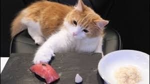 Can cats eat canned salmon? Sushi For Cats Youtube