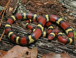 Scarlet Kingsnake Lampropeltis Elapsoides Pet Snake Animals Pets