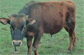 Calving season brings the reality of our sire selection for birth weight, calving ease and calf vigor. Recommended Feeding Schedule Of Jersey Steer For Quality Beef Justagric