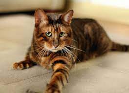 Toygers The World S Cutest Cat Breed Toyger Cat Cat Breeds Cute Cat Breeds