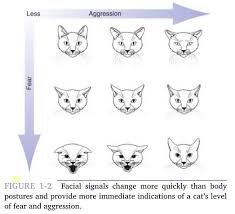 Foster Kitten Chronicles Cat Body Language