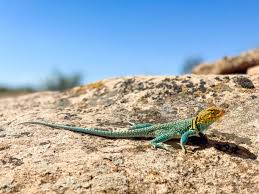 7,100+ Lizard Basking In The Sun Stock Photos, Pictures & Royalty-Free  Images - iStock