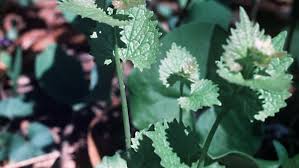 Maybe you would like to learn more about one of these? Garlic Mustard An Edible Delicious Invasive Friends Of Wissahickon Friends Of Wissahickon