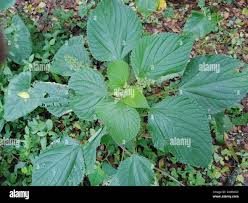 Image result for Laportea aestuans