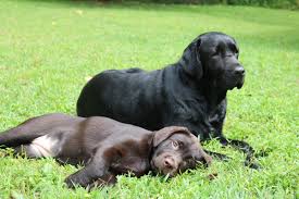 During this time you can pet and comfort your animal and say goodbyes. Blue Run Veterinary Wellness Services Elverson Pa Chester County Mobile Practice