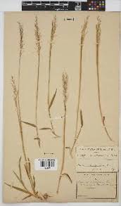 Image result for Panicum hymeniochilum