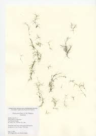 Image result for Najadaceae