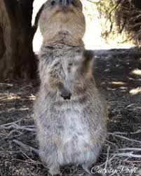 Goofy Gifs To Make You Grin Cutesypooh Cute Little Animals Animals Quokka