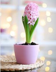как ухаживать за гиацинтом в горшке в домашних условиях Essence Of Dreams Spring Flowers Beautiful Flowers Pink Flowers