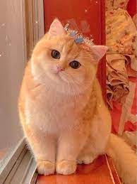 Diposting oleh alfan nasrulloh di 09.33. My Cat Girl By Issam Talbi In 2021 Cute Baby Cats Cute Cat Wallpaper Pretty Cats