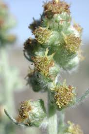 Image result for Campylospermum vogelii