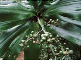 Image result for Craterispermum schweinfurthii