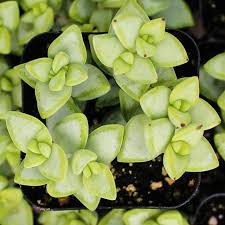 Image result for Crassula rhodesica