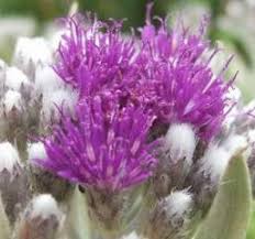 Image result for Vernonia natalensis