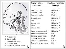 Lymph nodes in posterior triangle efferents of the deep cervical lymph nodes join together to form the jugular lymph trunks, one on each side.the left jugular trunk opens into the thoracic duct. Figure 5 From Sentinel Lymph Node Biopsy For Melanoma And Surgical Approach To Lymph Node Metastasis Semantic Scholar