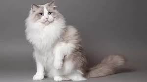 Hewan jinak sekali pun bisa menyerang manusia jika tidak dibiasakan hidup bersama manusia, tidak hanya hewan buas. Kucing Ragdoll Harga Ciri Sifat Fakta Dan Cara Merawat