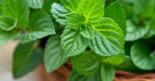 If you just plant it in your garden without any precautions, however, the downsides of mint are serious and numerous. How To Grow And Care For Mint Lovethegarden