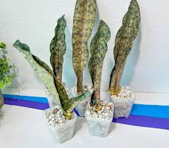 Image result for Sansevieria kirkii