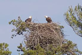 Water fall off eagles nest trail. They Ve Hatched A Good Look At A Maine Bald Eagle Nest