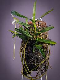 Image result for Jumellea