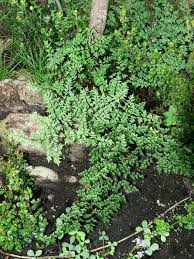 Image result for Cheilanthes quadripinnata